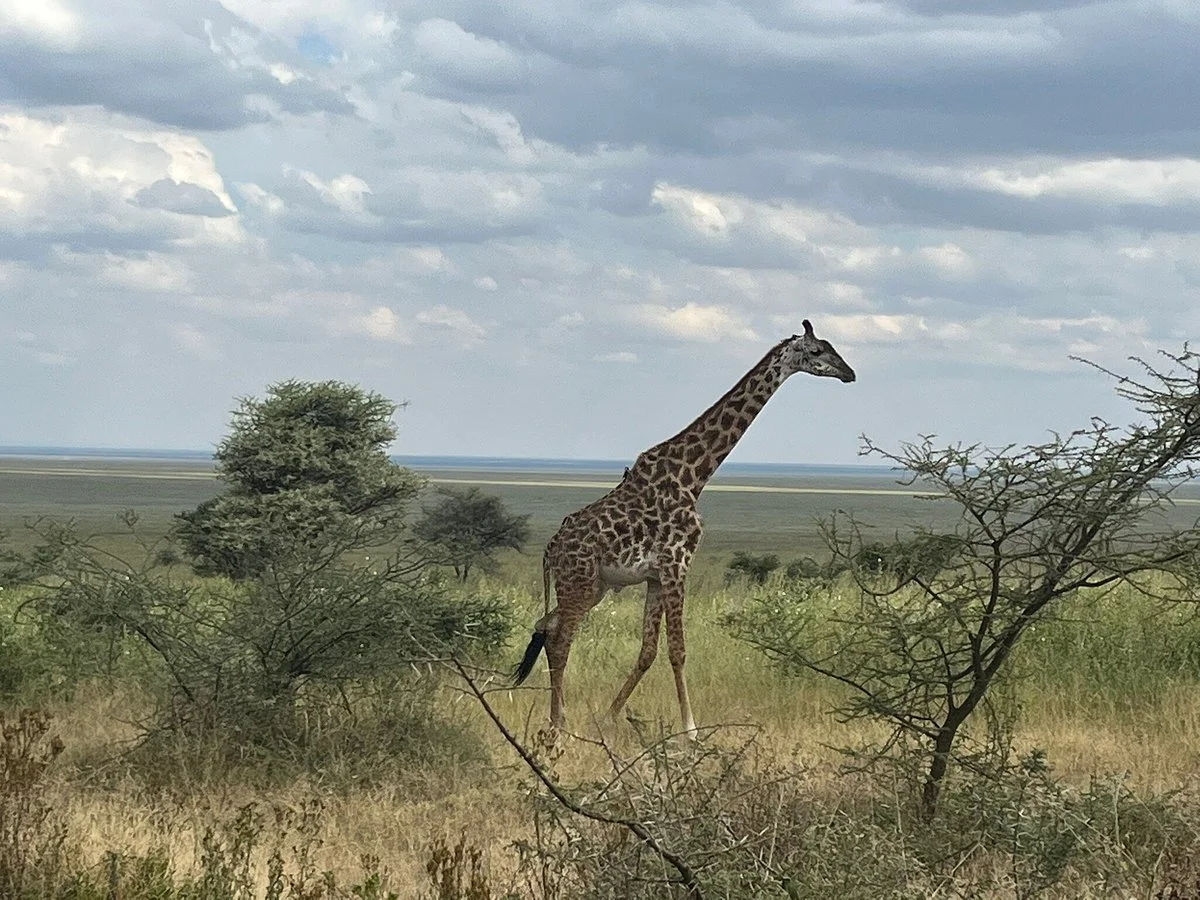 Sopai Safaris