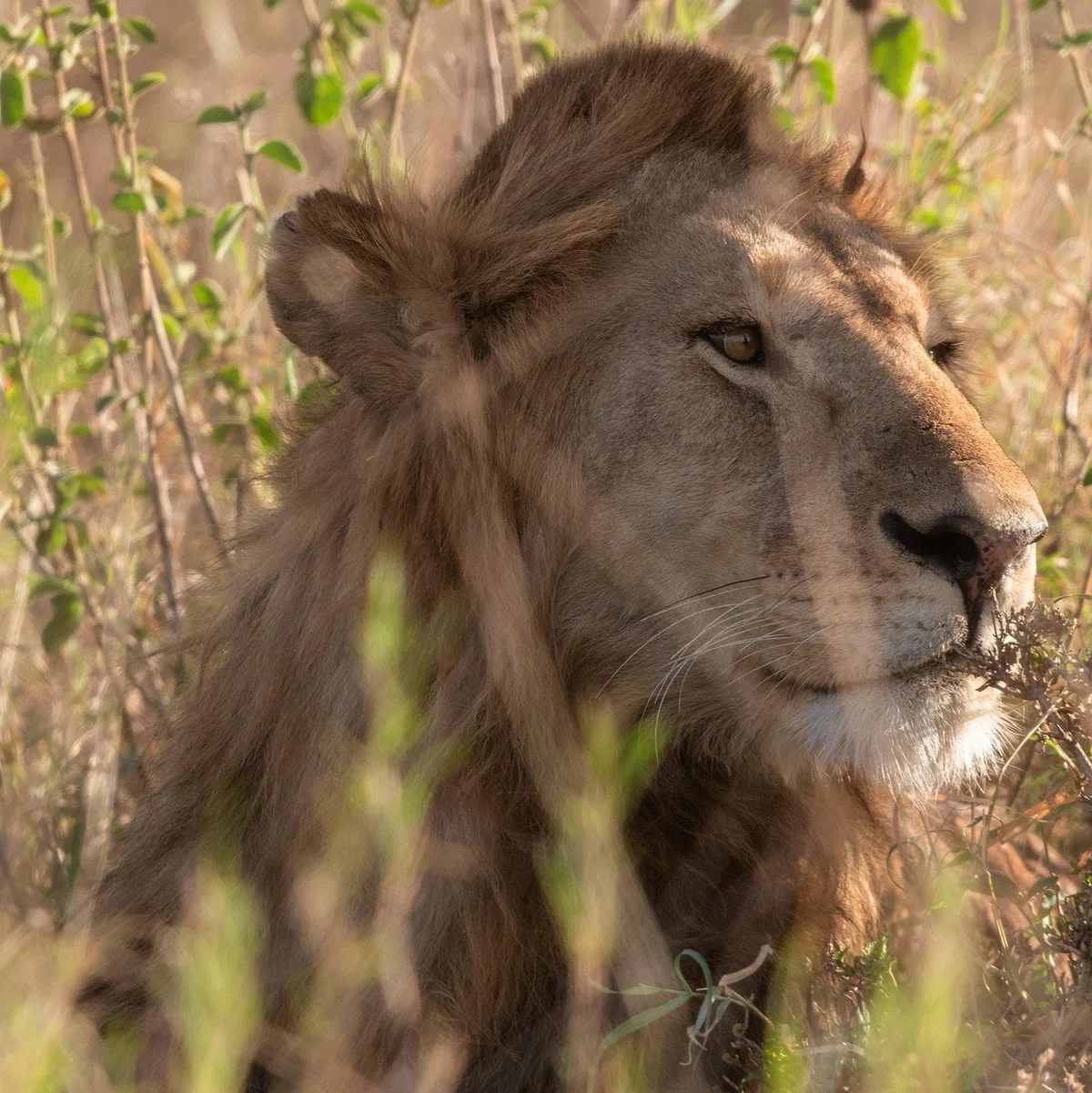 KILISNOW  & SAFARIS