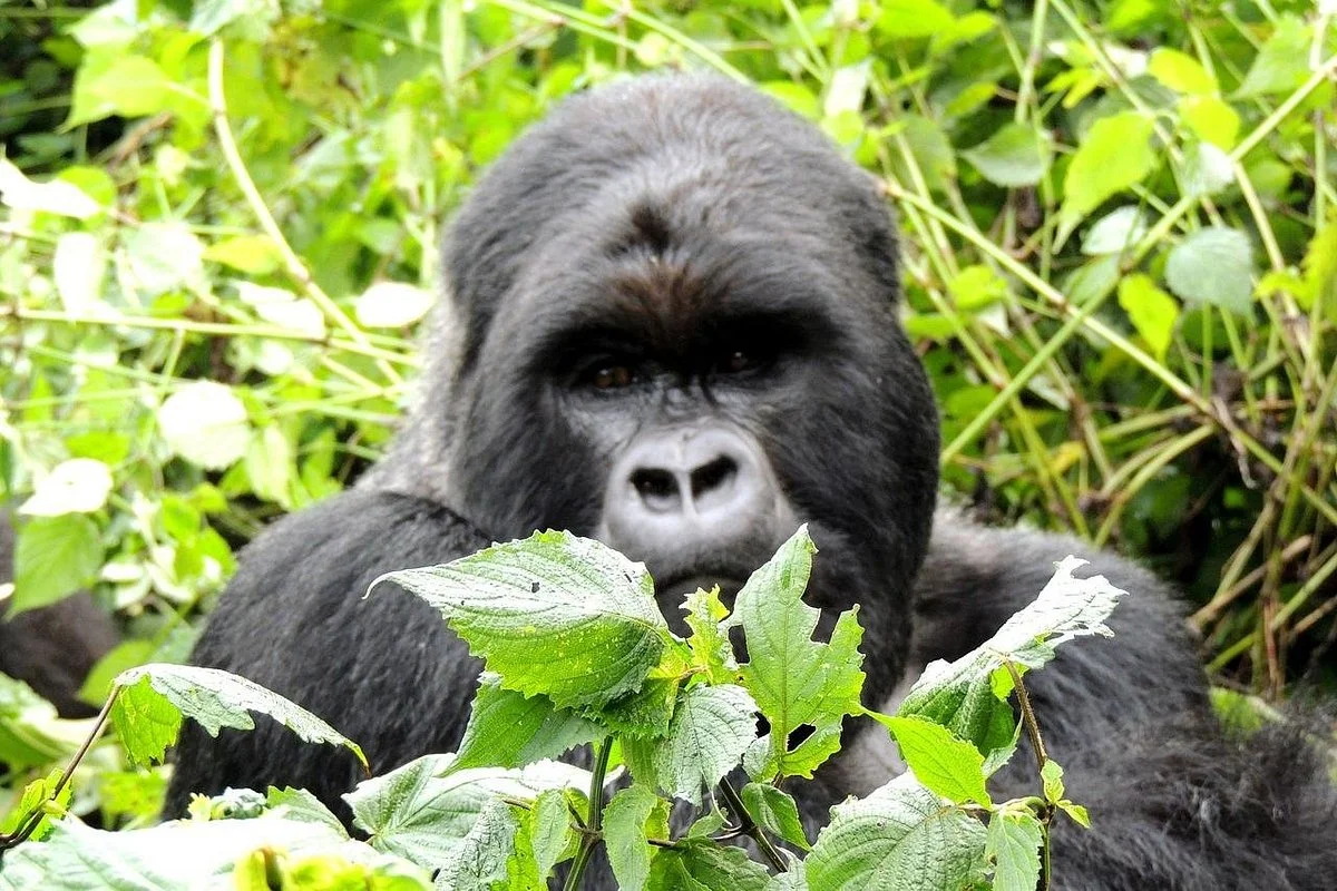 Silverback Expeditions