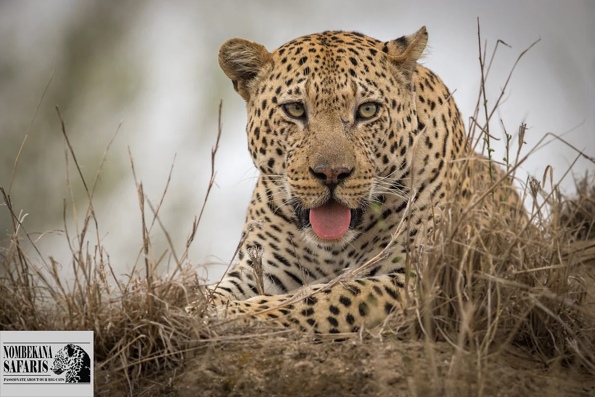 Nombekana Tours and Transfers