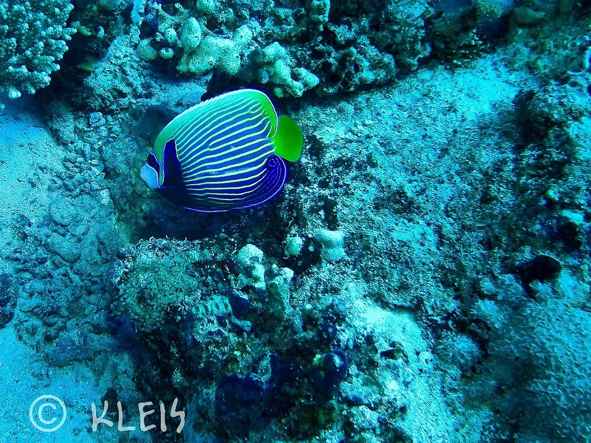 Lagona Divers - Marsa Alam