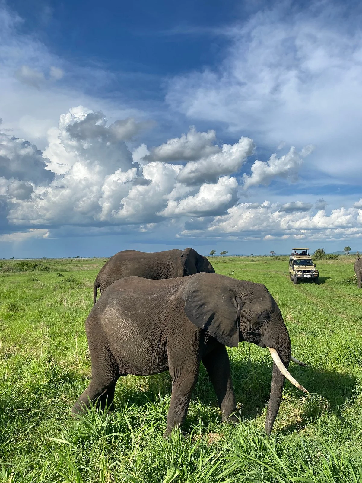 Passionate Safaris