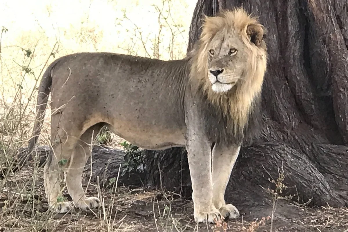 Timba Adventure Safaris