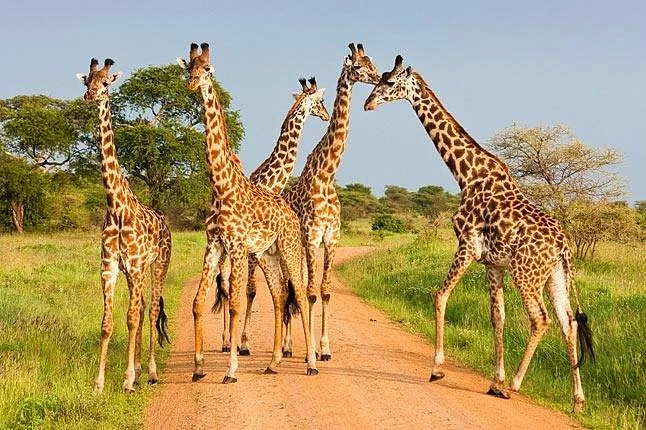 Daigle Tours Tanzania