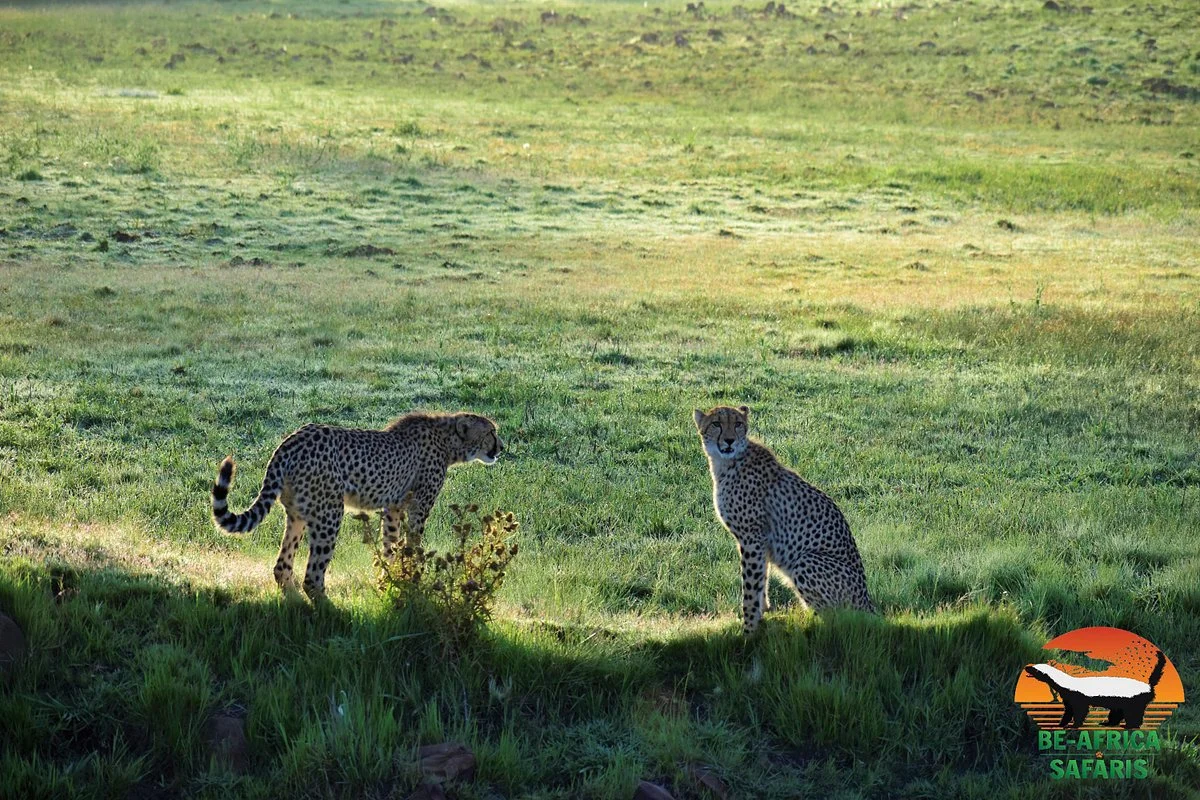 Be Africa Safaris