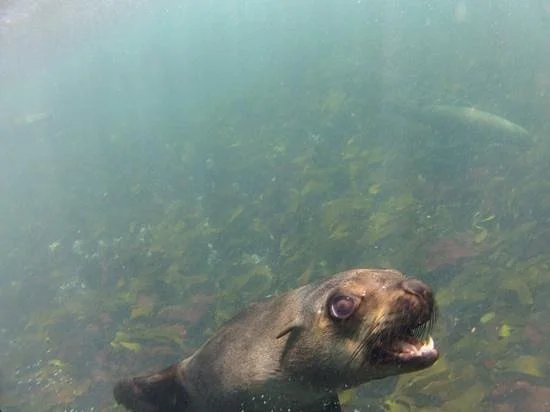Animal Ocean Seal Snorkeling