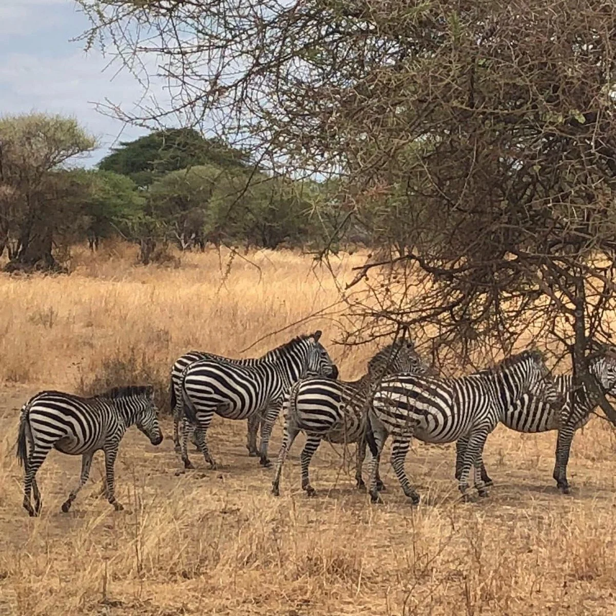 Authentic Africa Adventure