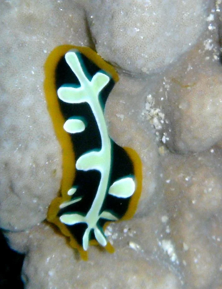Mangily Scuba