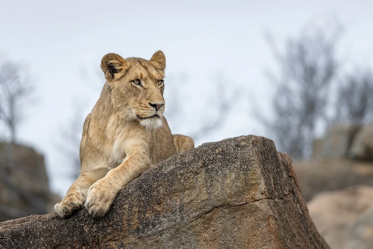 Safaris Down South