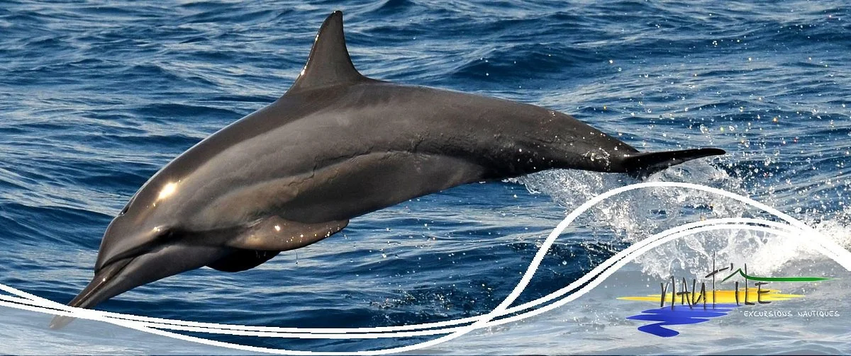 Naut'ile - Day Tours