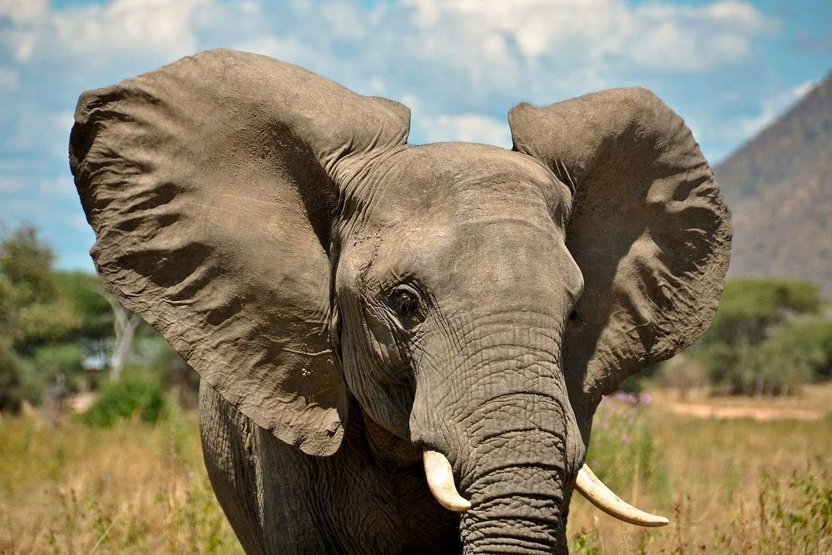 Mbogo Tours and Travel Ltd.