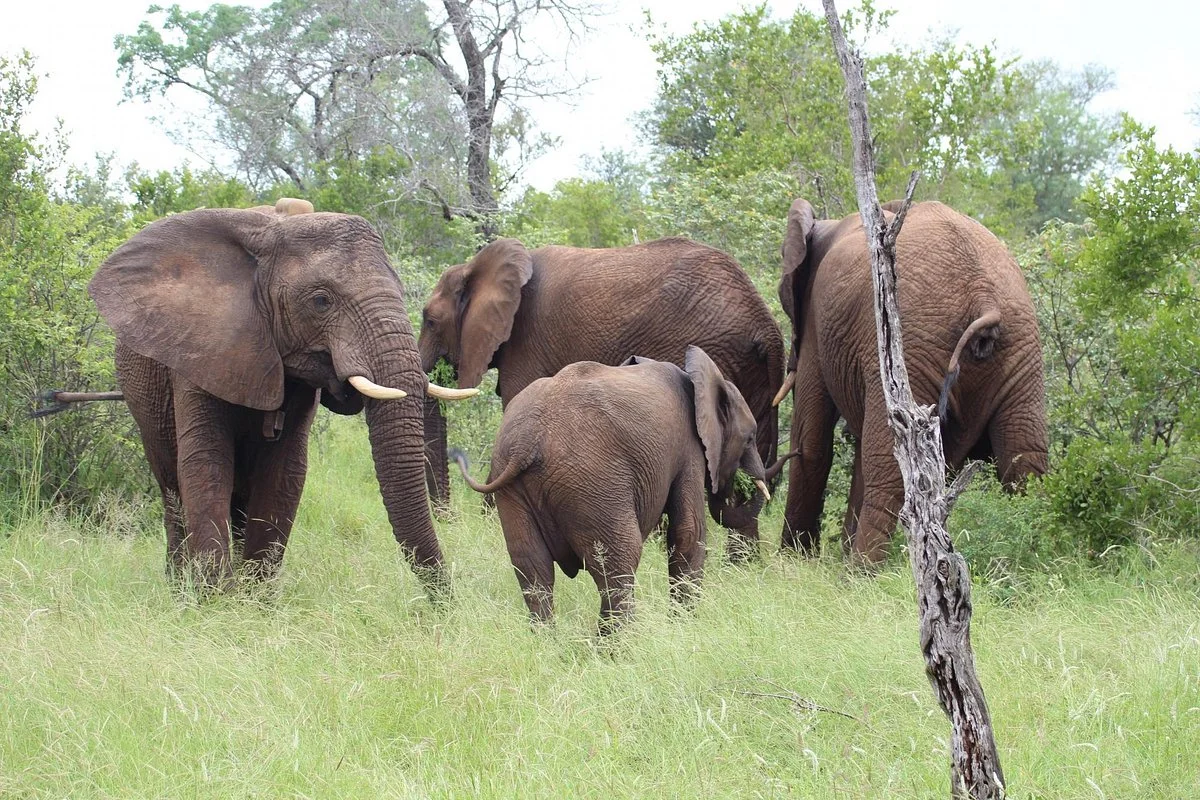 Siyafunda Wildlife & Conservation