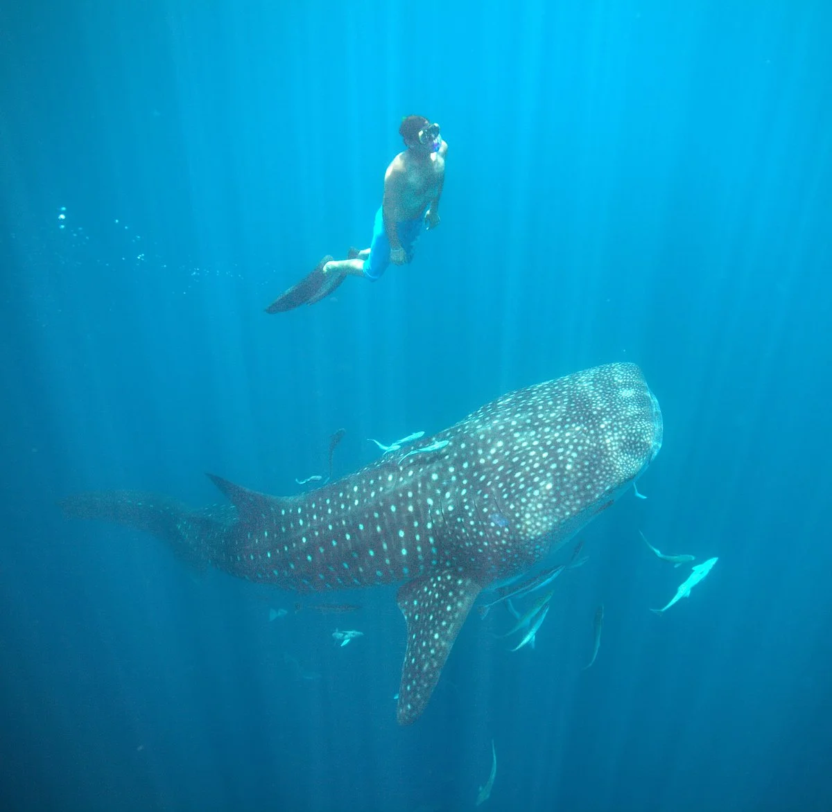 Safari Baleine