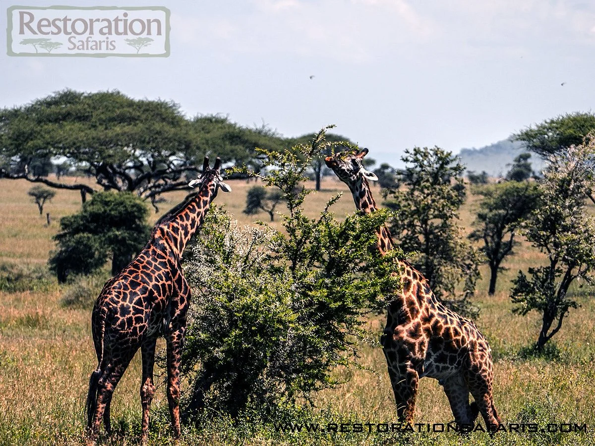 Restoration Safaris
