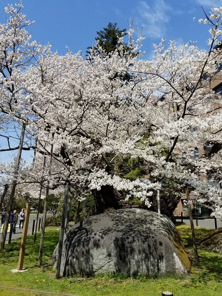 Rock-breaking Cherry Tree