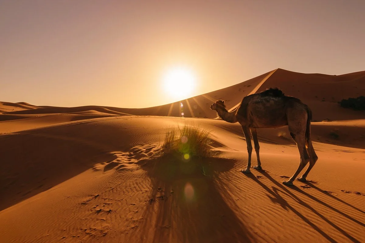 Sahara Touring