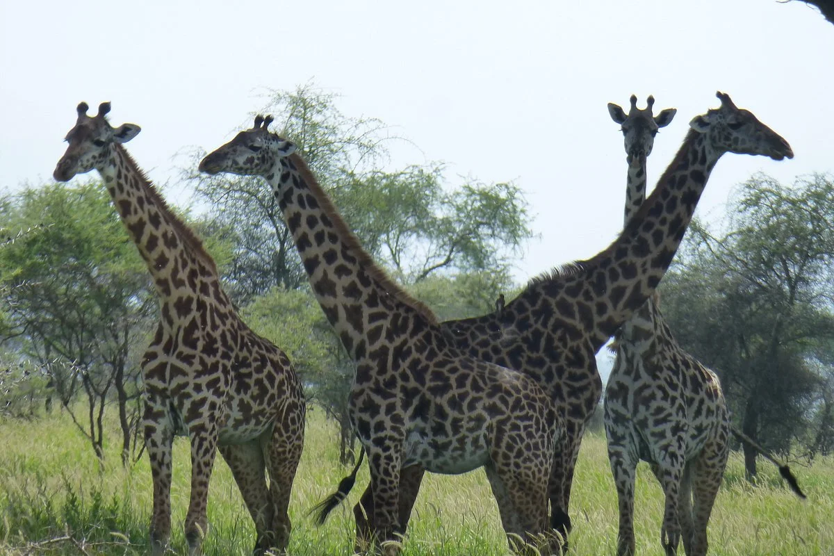 Lion View Tours