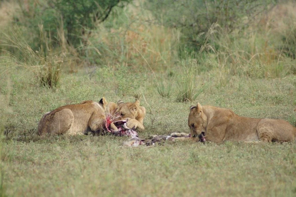 Get to African Wildlife Safaris