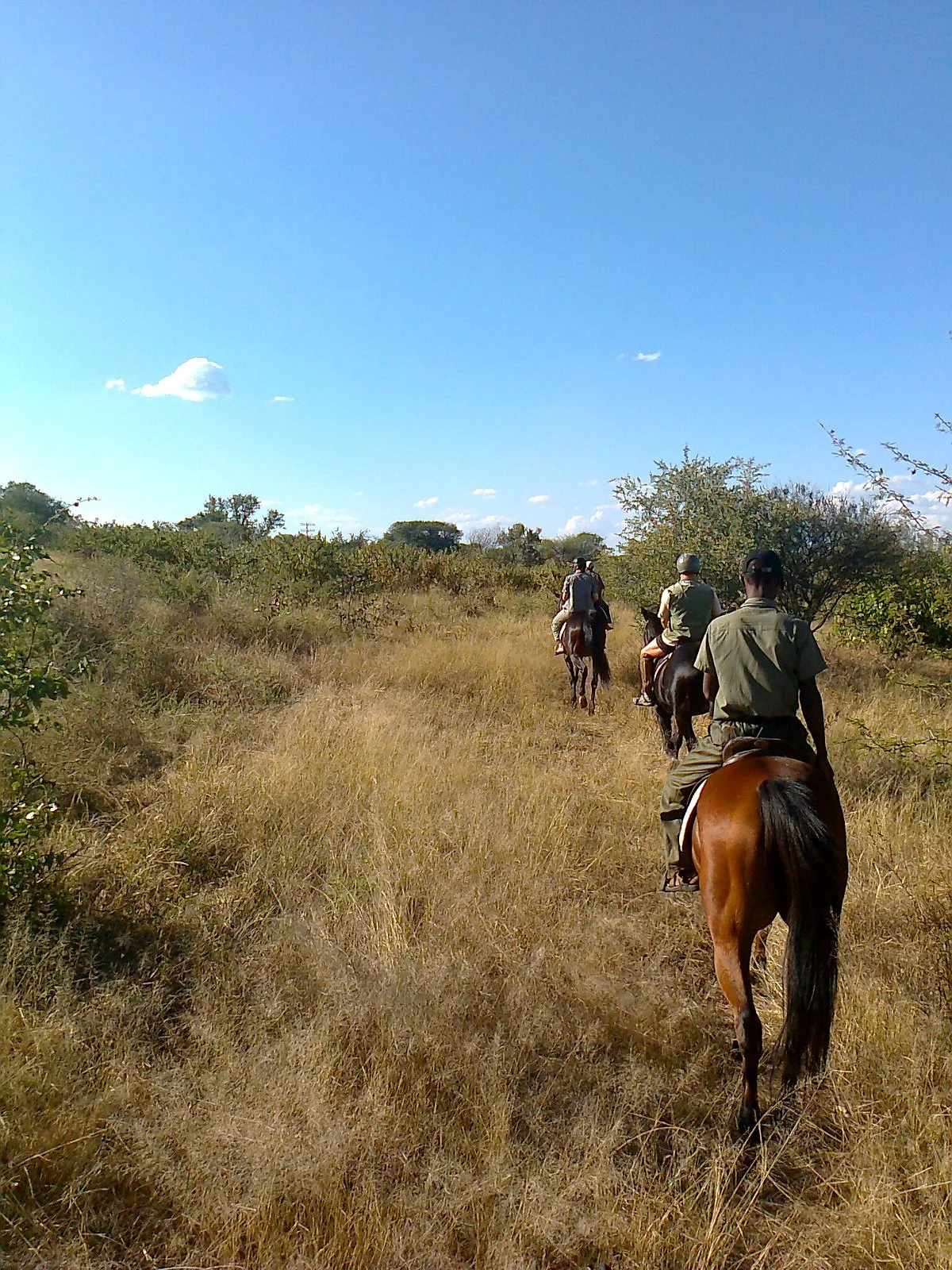 Zambesi Horse Trails - Day Tours