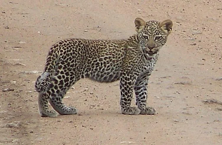 WT & Safaris Ltd - Day Tours