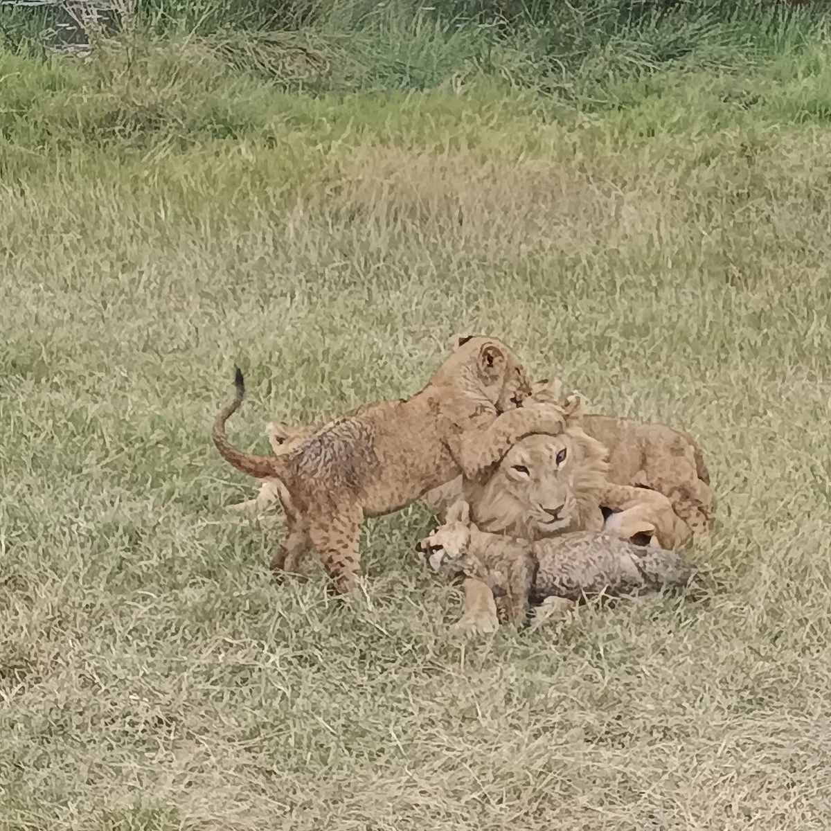 Sogno Africano Safaris