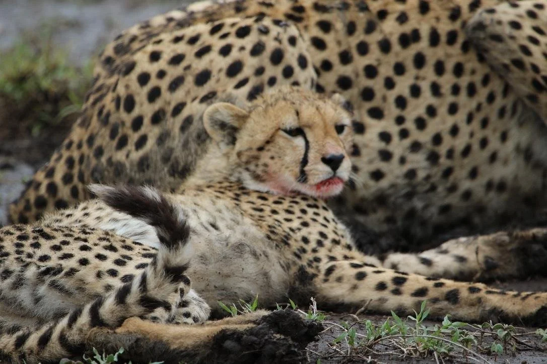 Natural Life Experience Safaris