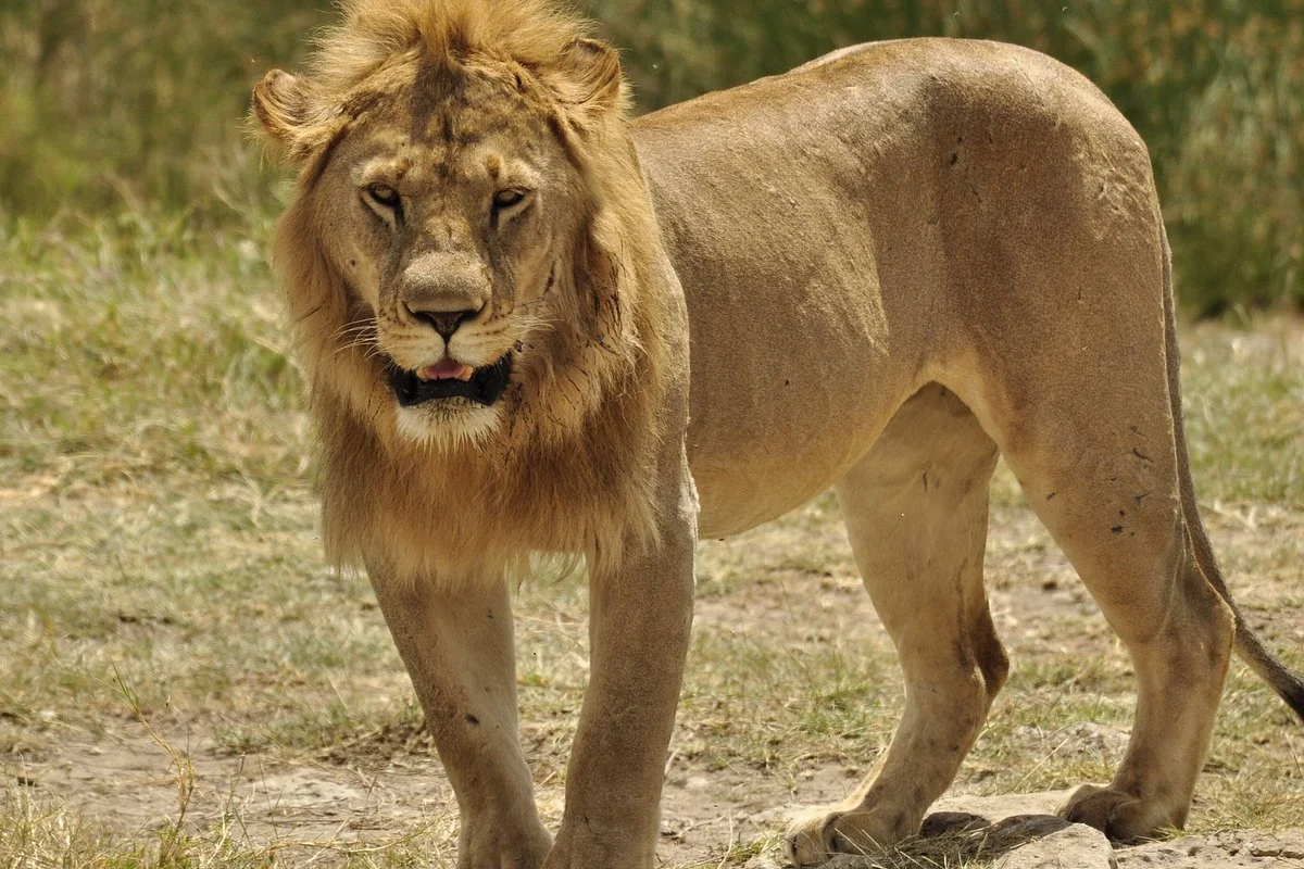 Safari Solutions Tz