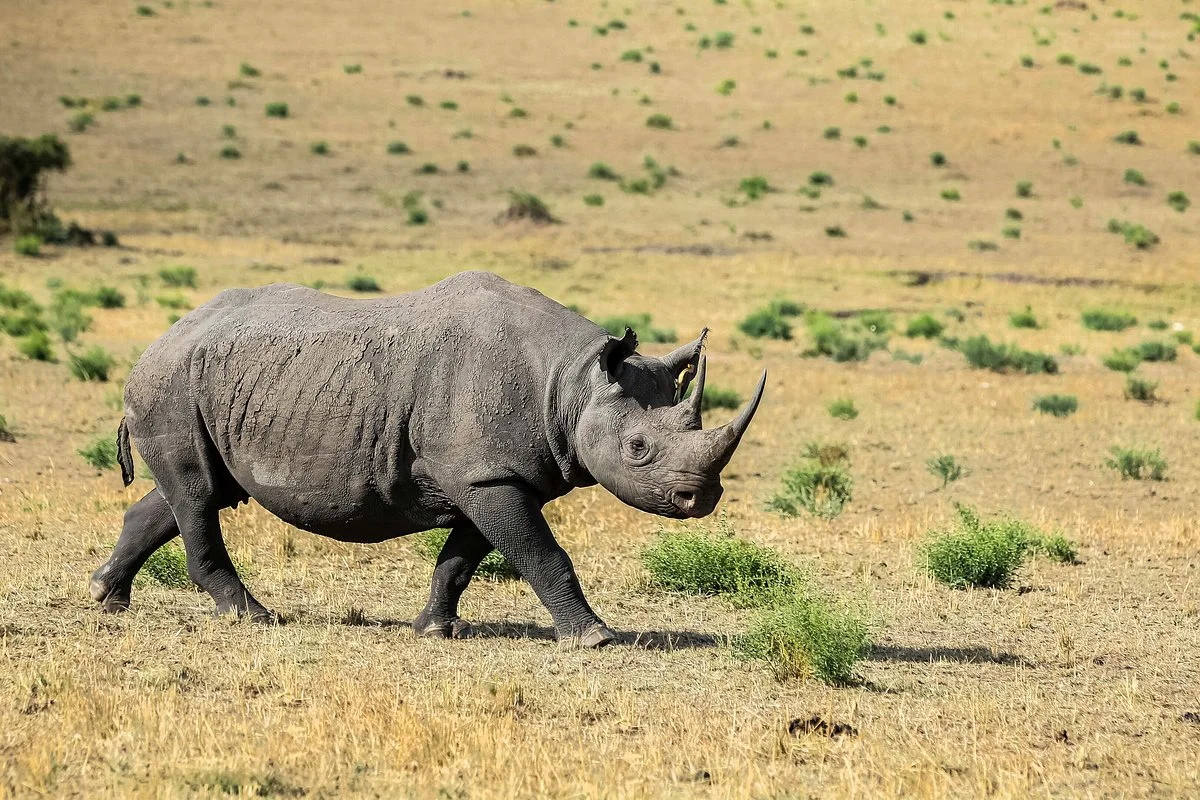 Kojuu Safaris