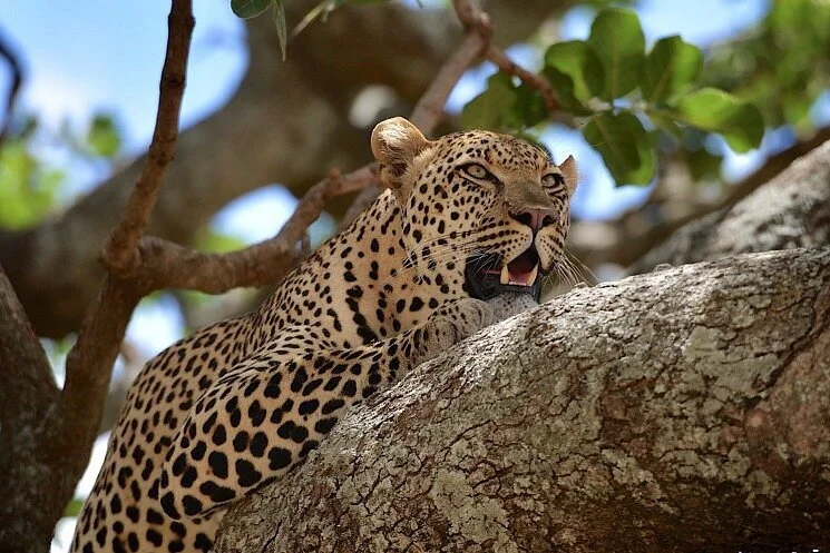 Jaw Of Africa Safaris