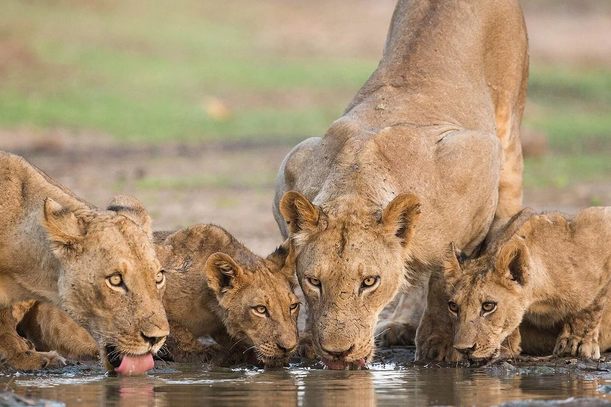 Honaz Tanzania Safari