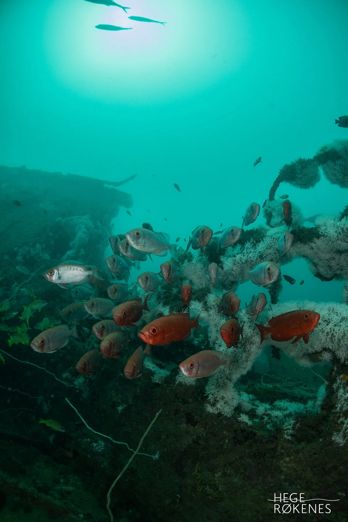 Yellow Fins Diving Kenya