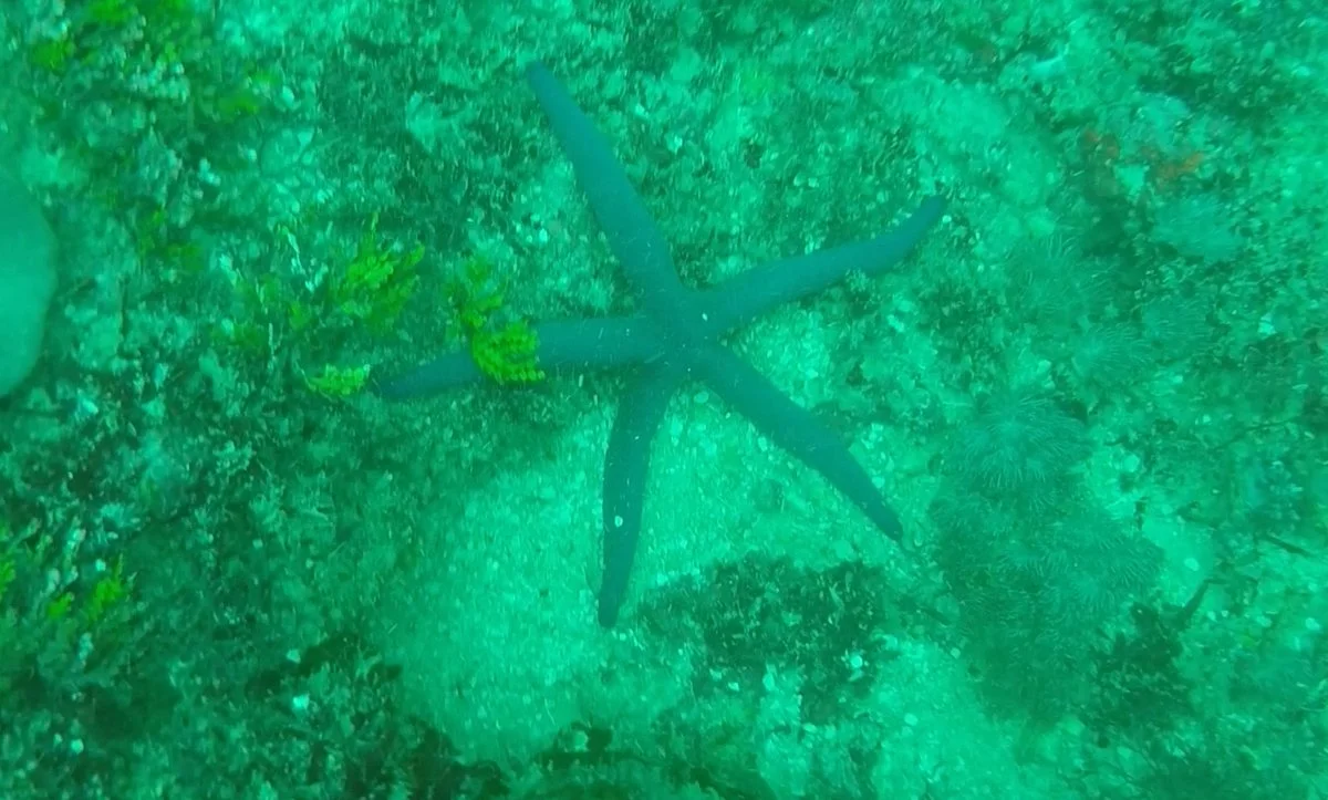 Baracuda Diving Kenya