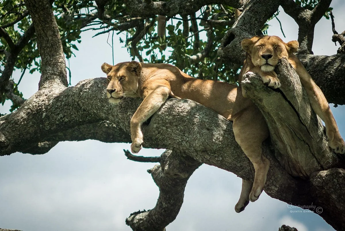 Serengeti Sons Safaris