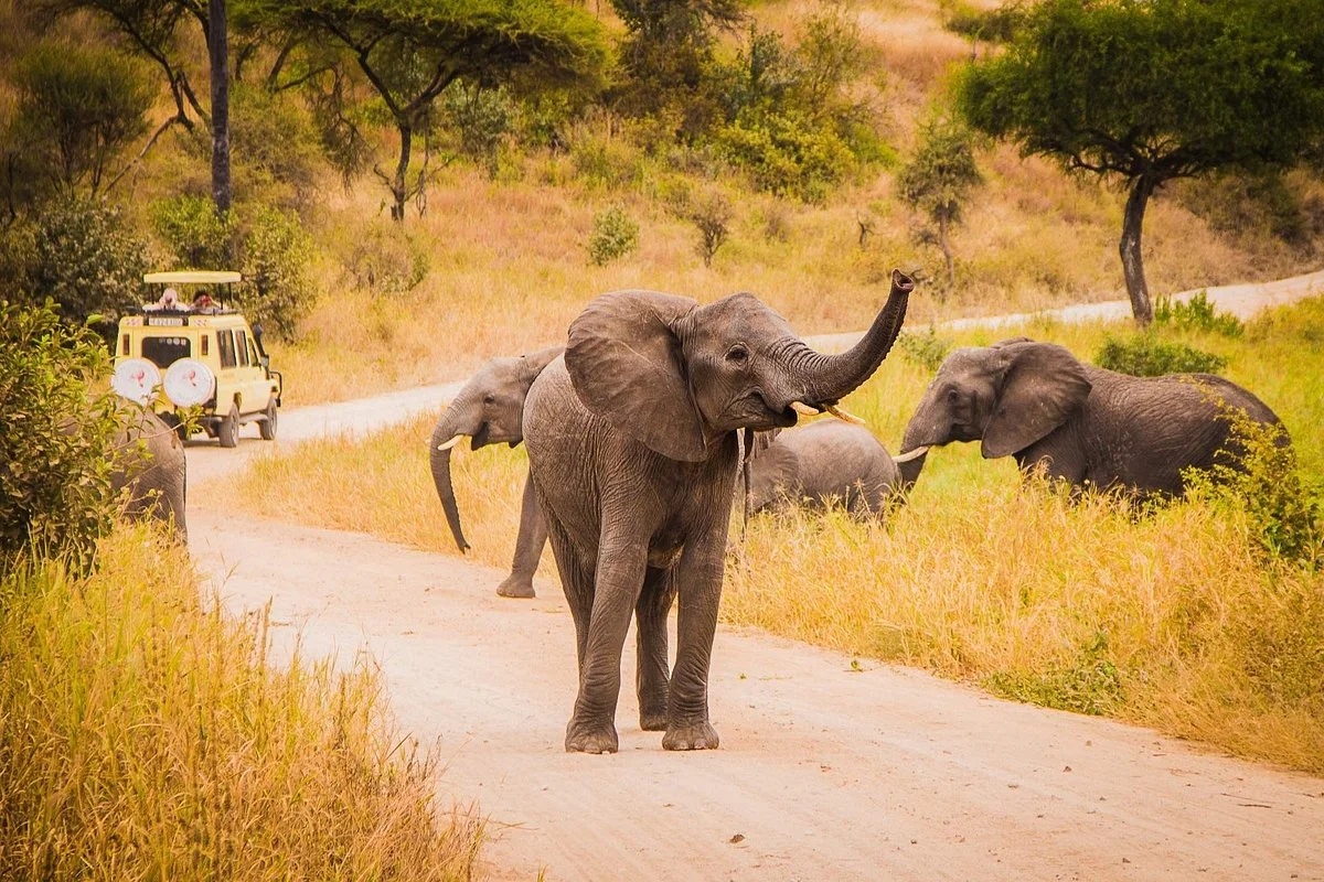 Mama Africa Safaris