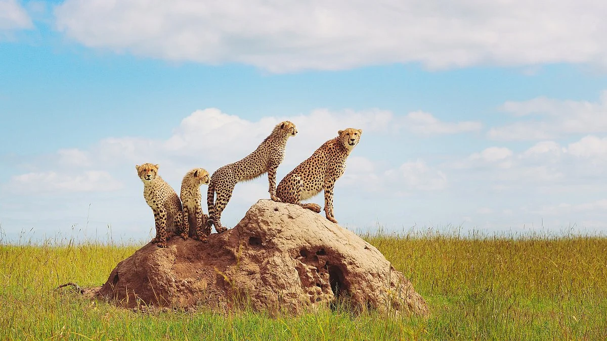 Kenya Safari Jambo