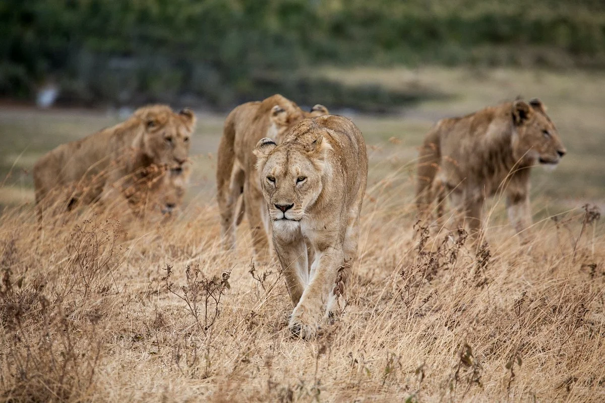 Irangi Africa Safaris
