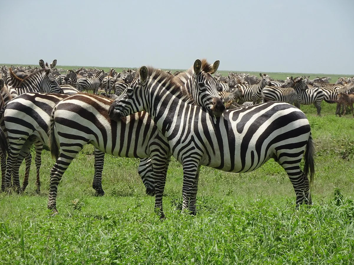 Way 2 Africa