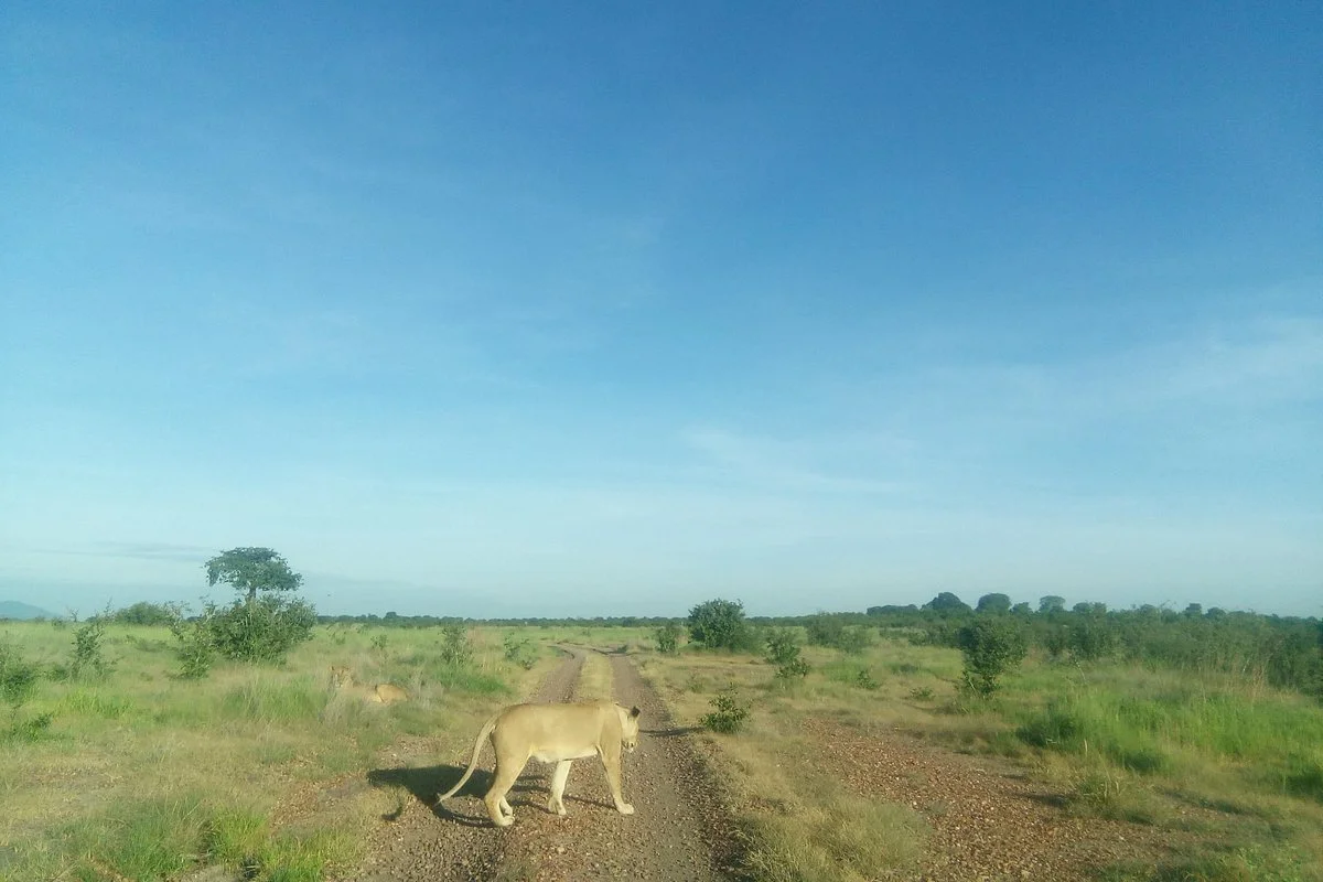 Cruize Wild Safaris