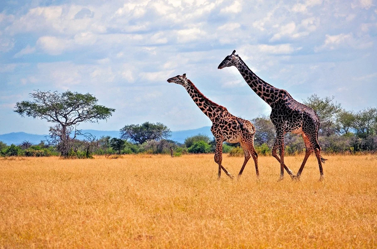 Joica Tours & Safaris