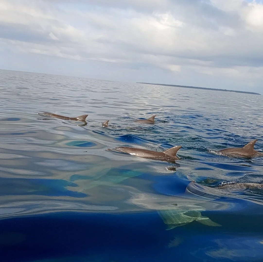 Fins Zanzibar Dolphins Tours