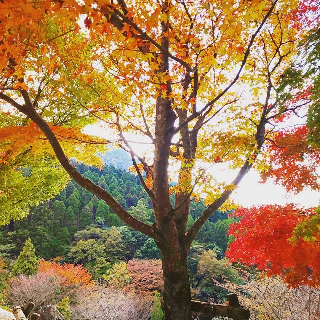 Mt. Hiko