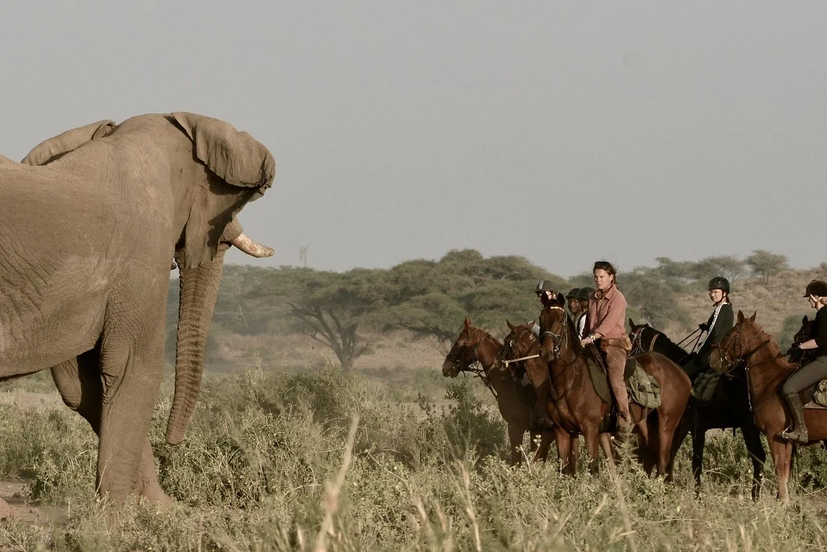 Kaskazi Horse Safaris