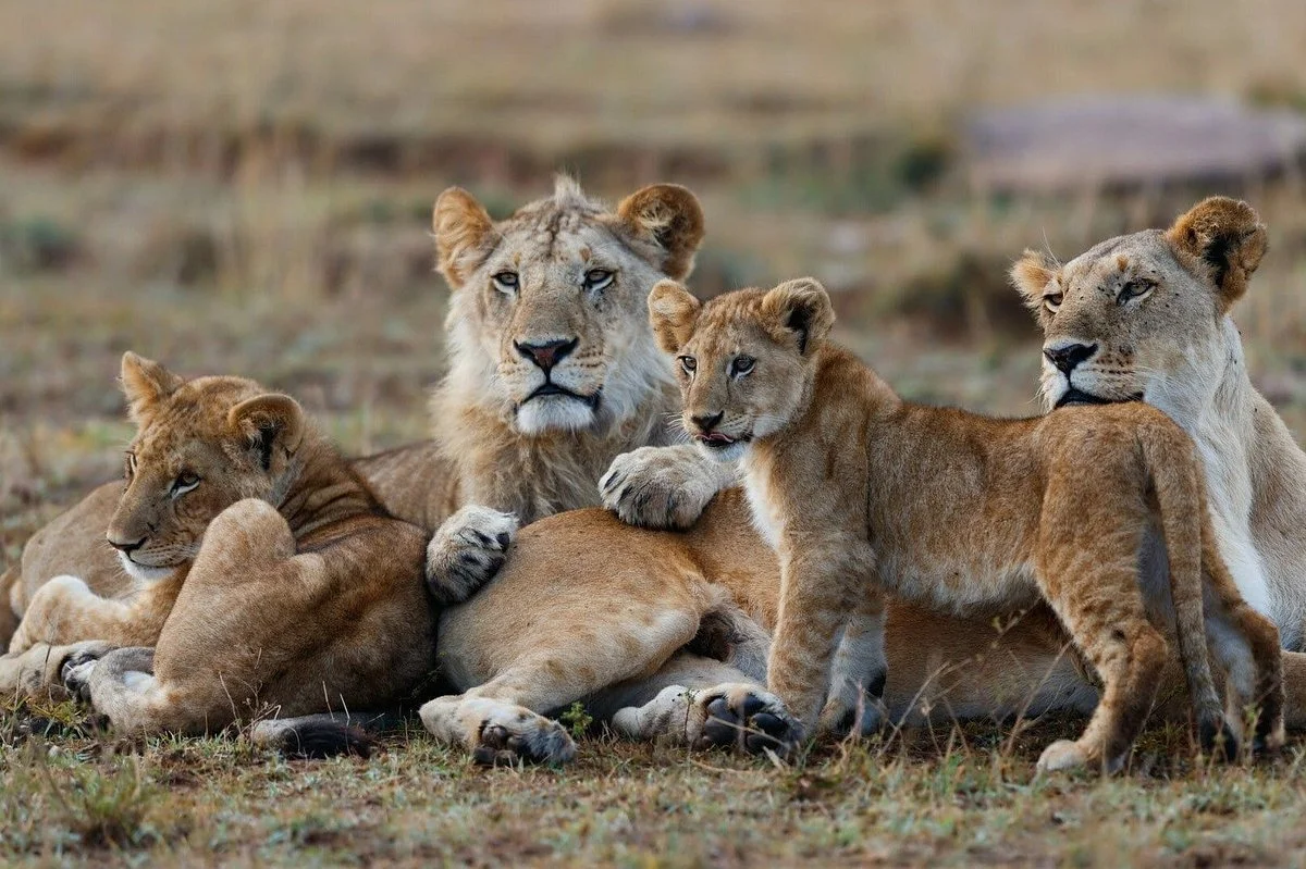 Victoria Expeditions Tanzania