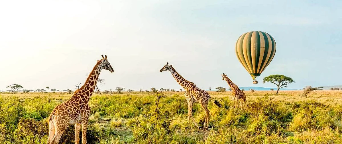 Terre Authentic Tours & Safaris