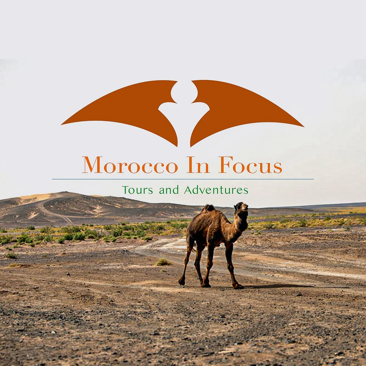 Morocco in Focus