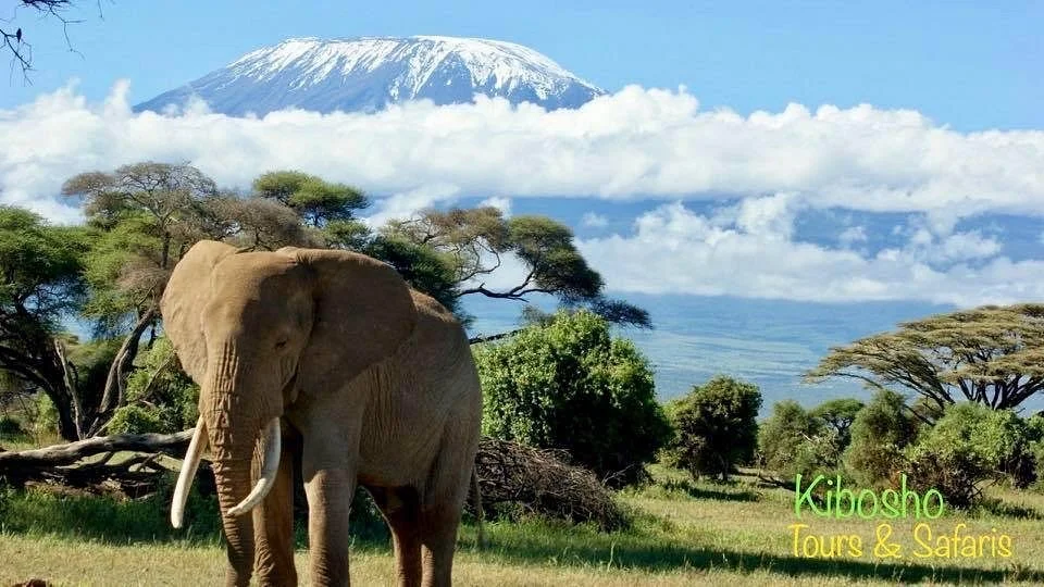 Kibosho Tours and Safaris