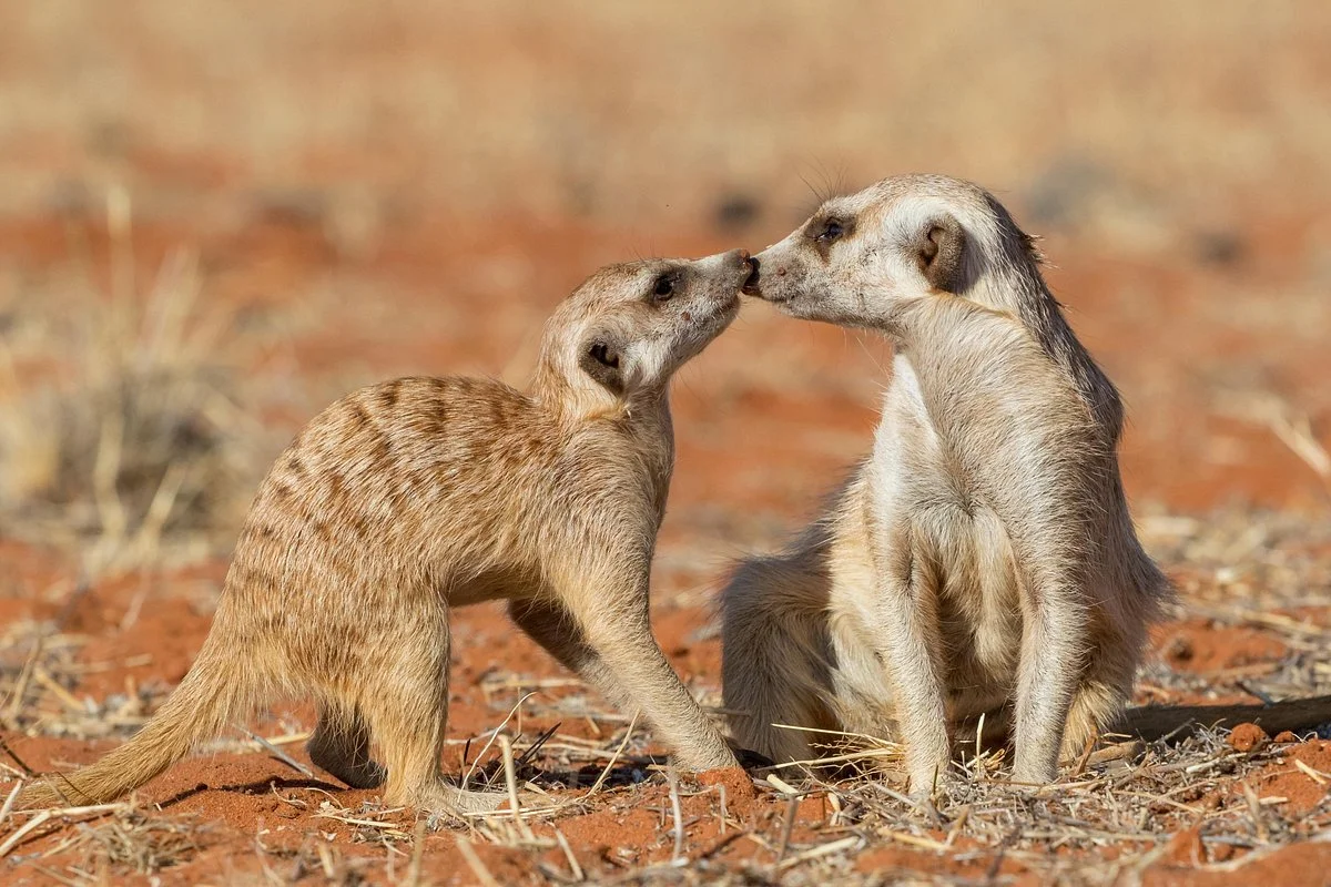 Timeless Africa Safaris