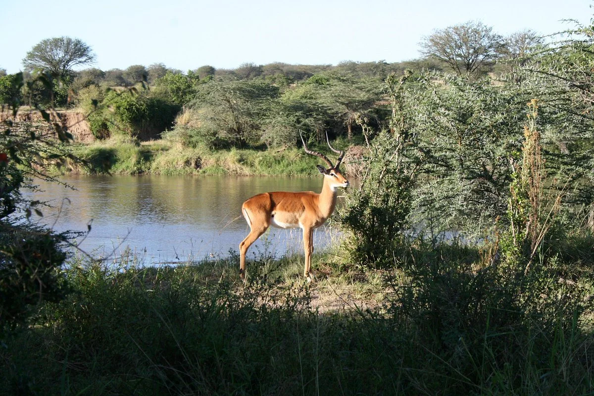 Bushknowledge Safaris