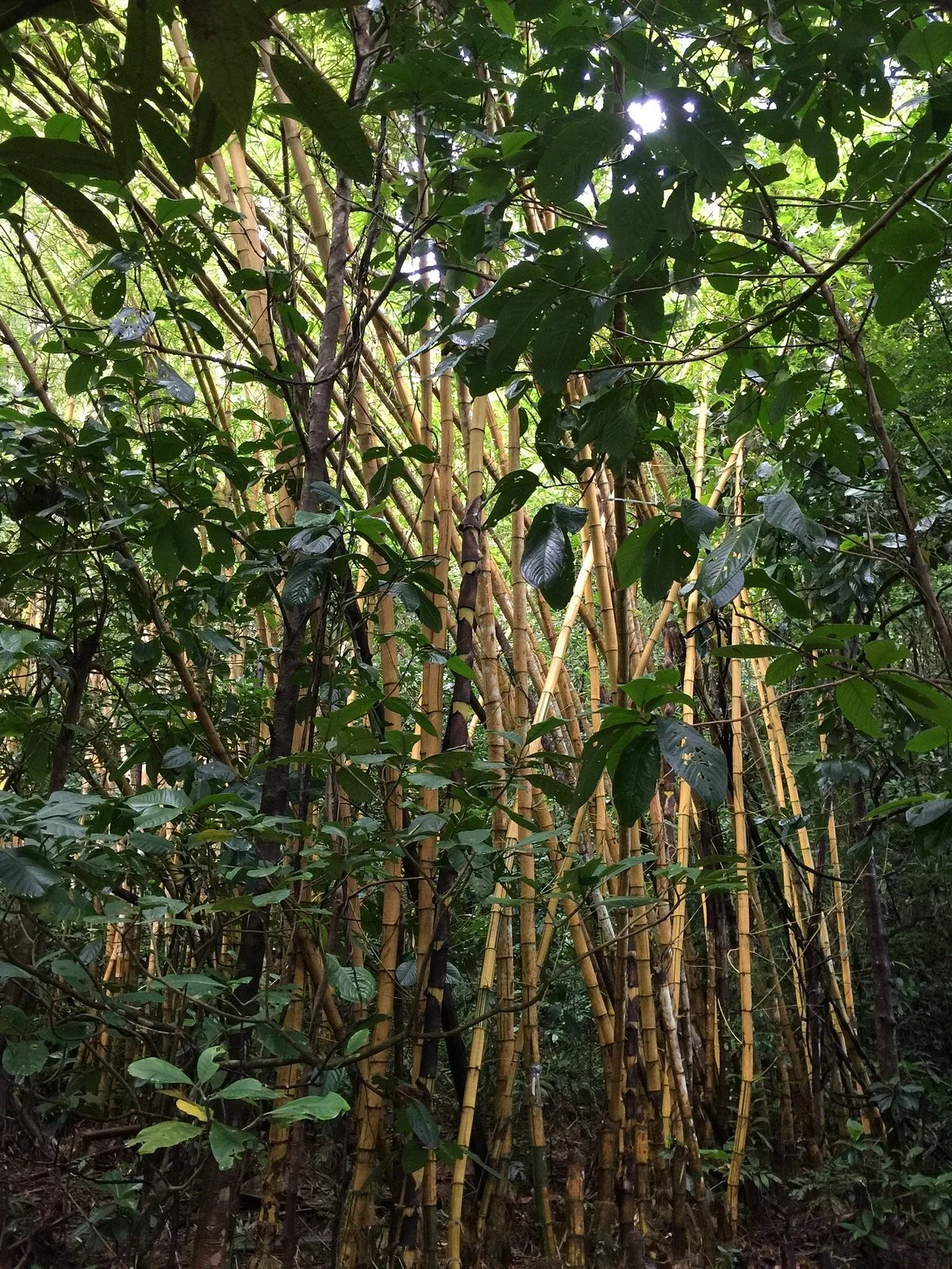 Masoala Nature Guide and Tours Organize
