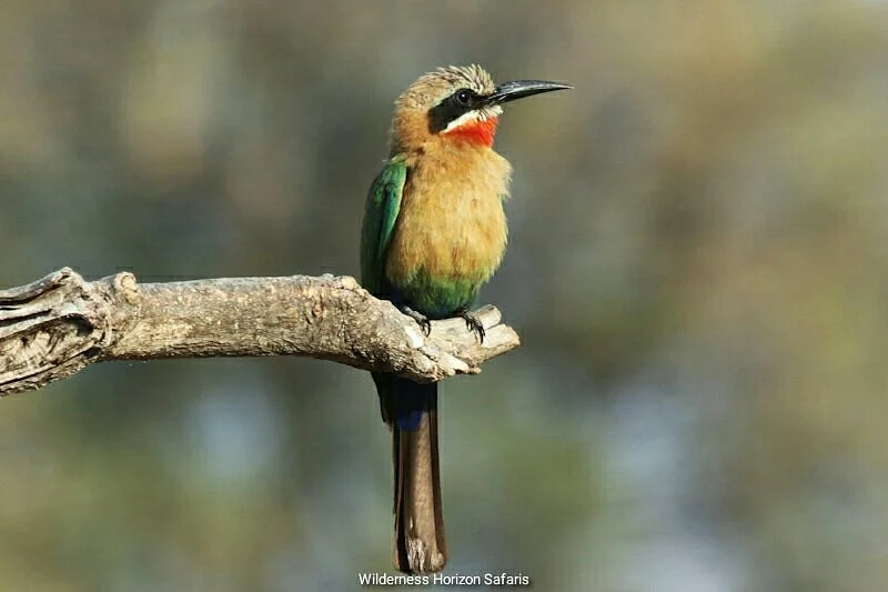 Wilderness Horizon Safaris